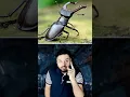 Download Lagu Someone CAPTURED This Insect \u0026 Sold It For ₹75 LACS #shorts