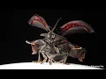 Tortoise Beetle taking off in Slow Motion