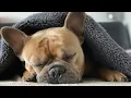 White Noise For Dogs 10 Hours NO ADS