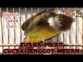 Download Lagu 🔴SUARA PIKAT CUCAK JENGGOT MEDAN
