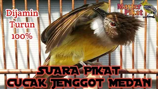 Download 🔴SUARA PIKAT CUCAK JENGGOT MEDAN MP3