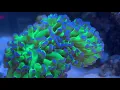 inovative marine nuvo 14  nano reef mandarin dragonet