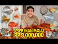 Download Lagu SESER IKAN MOLLY VIRAL KITA BAWA BUAT PELIHARA! GILA BANGET TERNYATA HARGANYA SAMPAI RP 8JUTAAN!
