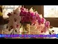 Nonstop Love Tunes of the 70s, 80s, 90s - Nostalgic Love Songs Collection 2026