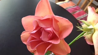 عثمان حسين والحويج كلمة منك حلوة تسجيلان صوتيان من حفل واﻹذاعة 