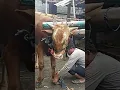 Download Lagu pasang sepatu sapi || oxcart, xe bò, รถลากจูง, बैलगाड़ी जिसमें, pegon, cikar|| bukan setia farm