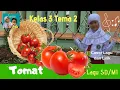 Download Lagu LAGU TOMAT ‼️KELAS 3  I  LAGU PEMBELAJARAN SEKOLAH