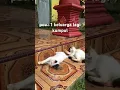 Download Lagu gambaran kita nanti🤭#cat #catshorts #catvideos #cute #kucinglucu #fyp