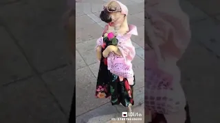 مهرجان العيون كلها بصاصه حمو بيكا 