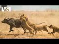 Download Lagu كالاهاري | صراع البقاء في الصحراء الأفريقية - فيلم وثائقي عن الحيوانات