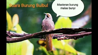 Download Suara Burung Bulbul MP3