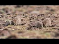 Download Lagu Wild Wombats in Tasmania