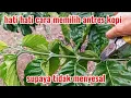 Download Lagu cara memilih bahan antres kopi terbaik hati hati harus teliti supaya tidak menyesal akhirnya