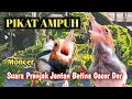 Download Lagu SUARA  PRENJAK JANTAN BETINA  PIKAT GACOR DOR