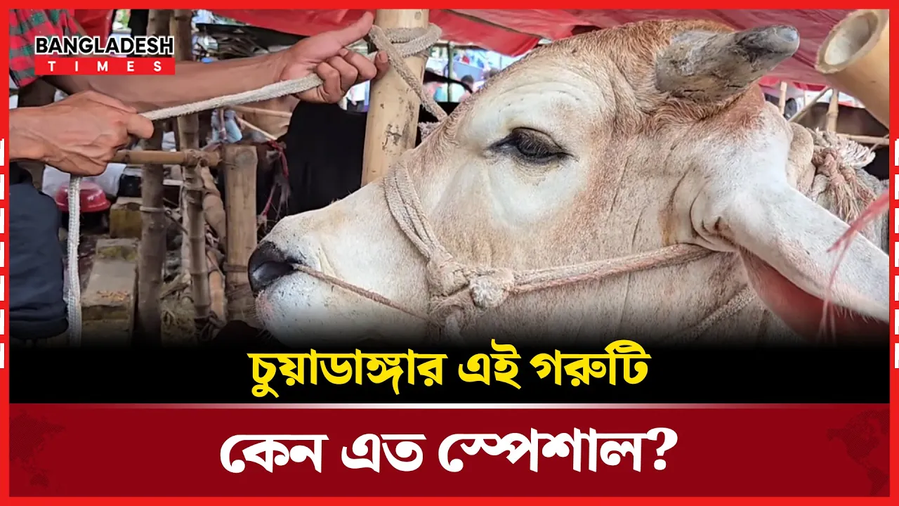 ৬ লক্ষ টাকার গরু! কী আছে এতে বিশেষত্ব?