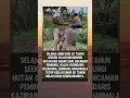 Download Lagu Sang Gajah Penjaga Hutan yang Jadi Legenda