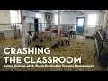 Crashing the Classroom Sheep Production Systems Management