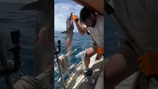 Fish on! Our first Wahoo! 🎣