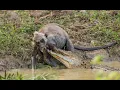 Download Lagu Crocodile vs Grey Langur Monkey - Struggle of Life and Death (Real Life Godzilla vs Kong)