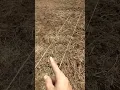 Download Lagu Cara tanam jagung dengan jarak yang ideal dan memudahkan untuk perawatanya.