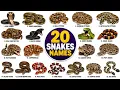 20 Snake Names for Kids Learn Different Types of Snakes Snake Names in English