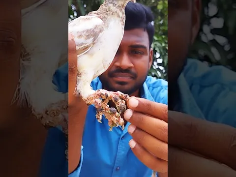 একদম কম খরচে কবুতরের পায়ের পক্স ভালো করার ওষুধ 💊🕊👍 #pigeon #shorts #viral #viralvideo