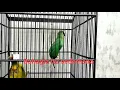 Download Lagu Burung Cucak Ijo Masteran Pijantung, tembakan Pijantung