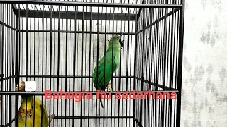 burung cucak ijo masteran pijantung tembakan pijantung