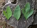 SASSAFRAS TEA Using the leaves