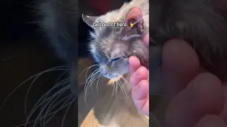 19 Year Old Kitten
