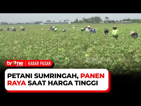 Harga Kacang Hijau Tinggi Di Pasaran, Petani Bahagia