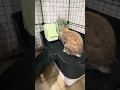Will They Love It Bunny s First Reaction to the Lavieloo Litterbox