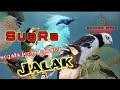 Download Lagu Suara pancingan semua jenis burung jalak!!Jalak bahan/ombyokan akan bunyi dgr masteran ini