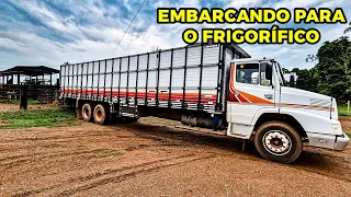 NOVILHA DEU TRABALHO NO EMBARQUE.