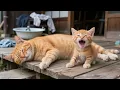 Download Lagu Mama Cat Gets Sick, Ginger Works Hard and Cares to Save Mama Cat 😿❤️