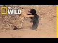 Download Lagu Mother Bear Fights Tiger to Save Her Cub in Dramatic Video | Nat Geo Wild