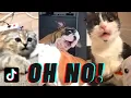 Download Lagu Oh No TikTok Compilation (oh no no no song) | Pet edition