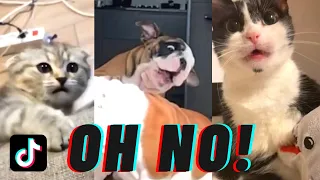 oh no tiktok compilation oh no no no song pet edition