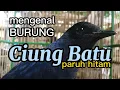 Download Lagu Burung Ciung Batu paruh hitam. burung eksotik