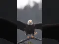 Jab bhi milunga akela hi milunga jhund me eahane ki aadat nahi hai meri #tiger #tiktok #trending