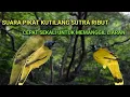 Download Lagu SUARA PIKAT KUTILANG SUTRA RIBUT