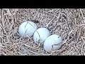 Duke Farms Bald Eagle cam on 26 Morning view of the eggs