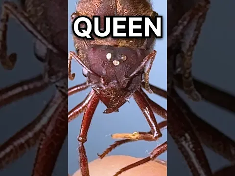 50 Queen Ant Colony!!