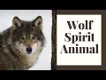 Wolf Spirit Animal How They Help Us How We Help Them