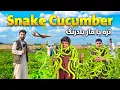 Download Lagu گزارش ویژه از تره یا مار بادرنگ | Snake Cucumber Tarah