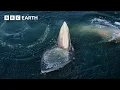 Top 5 Whale Scenes | BBC Earth