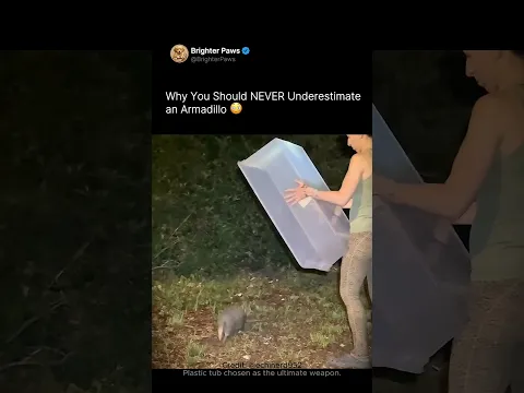 Why You Should NEVER Underestimate an Armadillo 😳