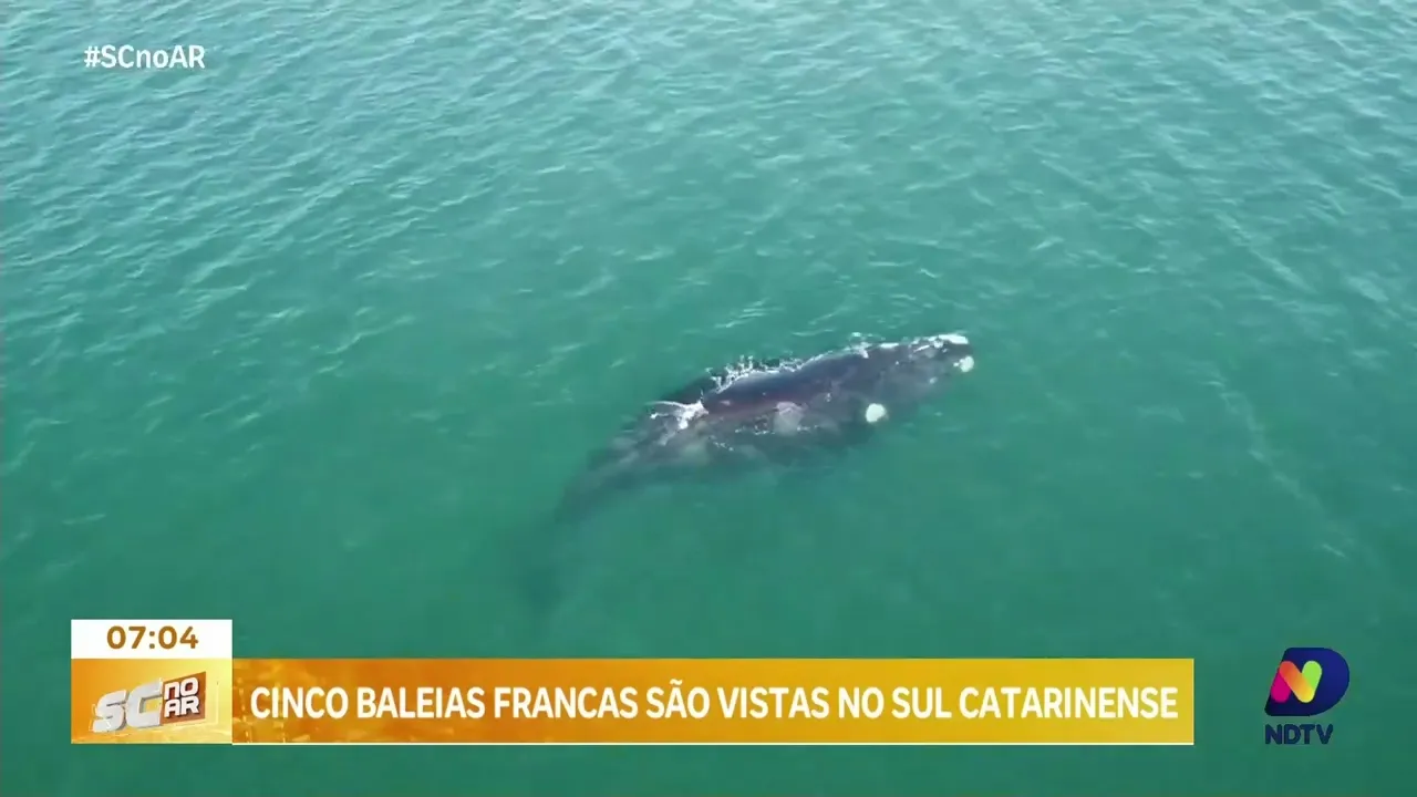 Cinco baleias francas são vistas em Imbituba, no Sul do estado