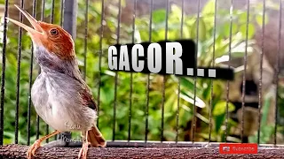 masteran prenjak betina gacor