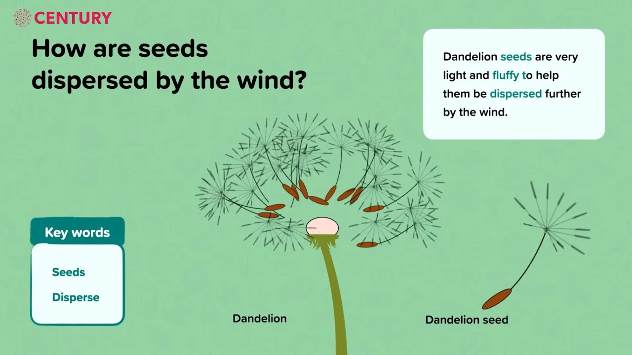 Seeds and Seed Dispersal | Plants | KS2 Science